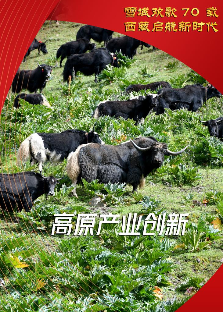 图片说明